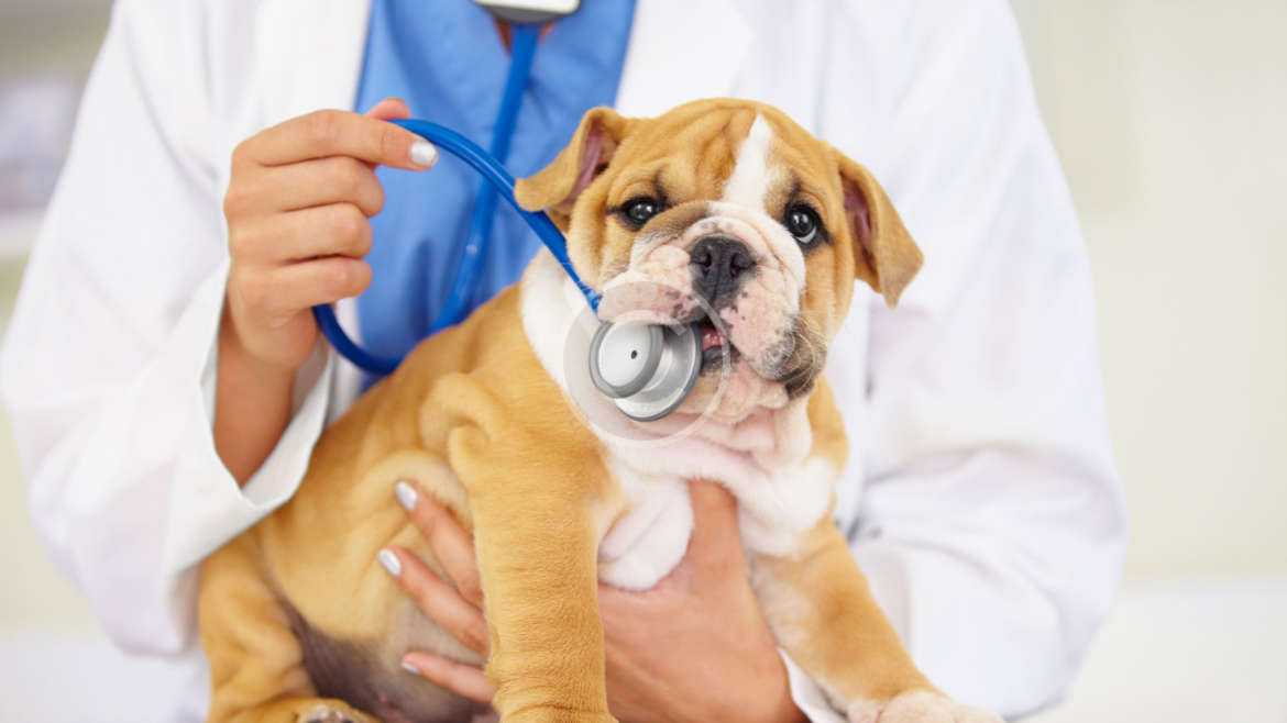 7 Summer Settings Dog Owners Should Avoid