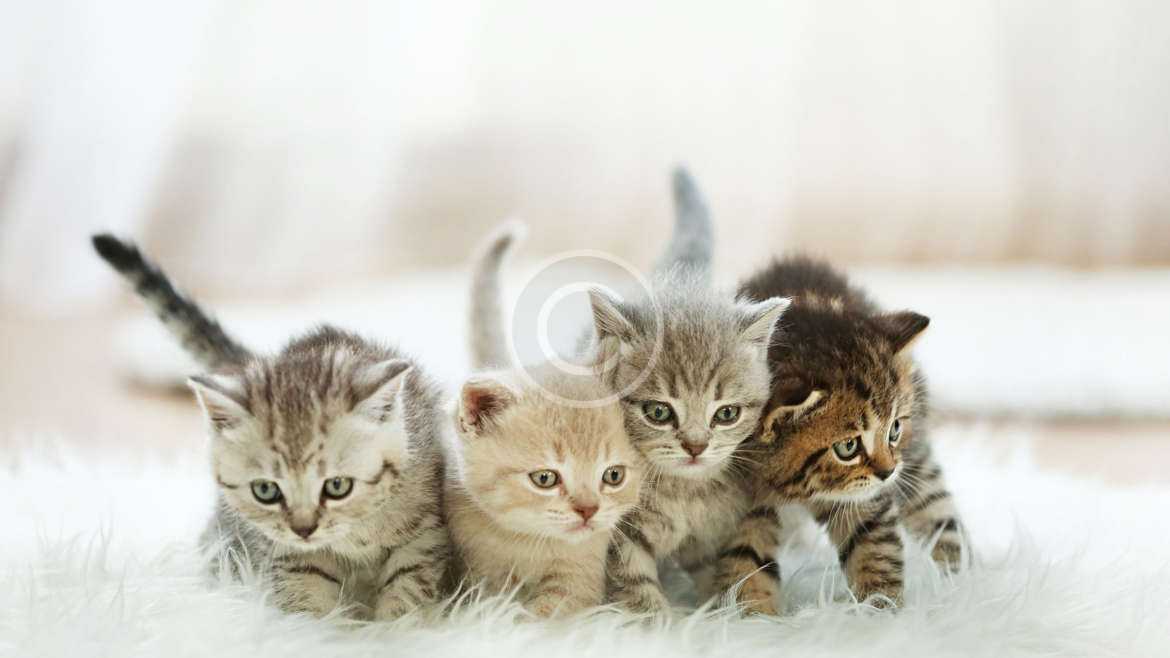 kittens-kitten-cat-cats-baby-cute-wallpapers-hd-desktop-and